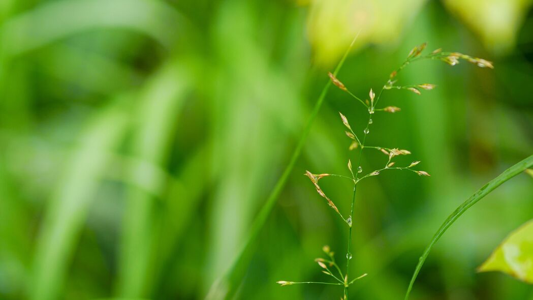 3840x2160 草 植物 绿色 水滴 宏观壁纸 背景4k uhd 16:9