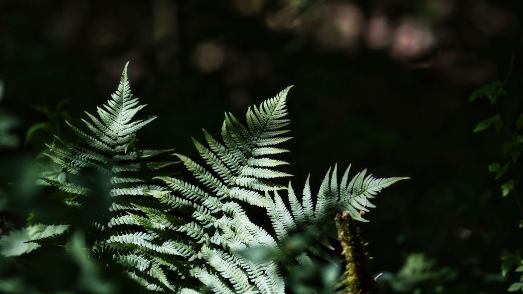 3840x2160 蕨类植物 树叶 植物 阴影 自然壁纸 背景4k uhd 16:9