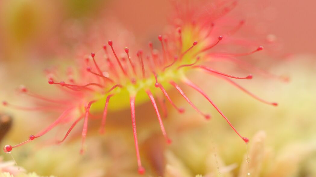 3840x2160  drosera 宏 植物 模糊壁纸 背景4k uhd 16:9