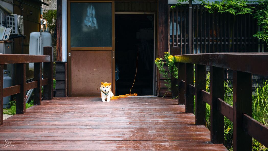 3840x2160  shiba inu 狗 宠物 门壁纸 背景4k uhd 16:9