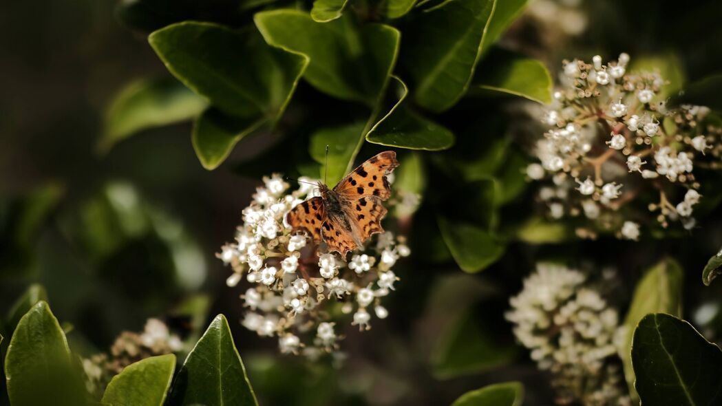 3840x2160  polygonia 蝴蝶 花 叶 宏观 模糊壁纸 背景4k uhd 16:9