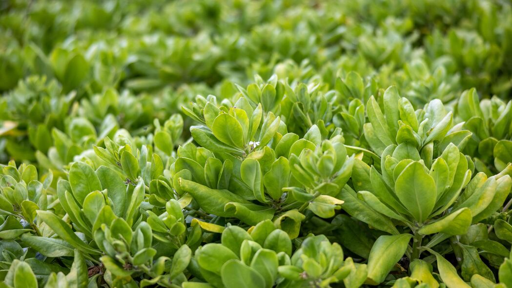 3840x2160 海滩卷心菜 叶子 花 植物壁纸 背景4k uhd 16:9