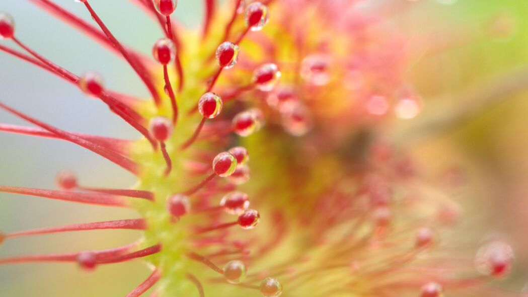 3840x2160  drosera 植物 滴 宏观 透明壁纸 背景4k uhd 16:9