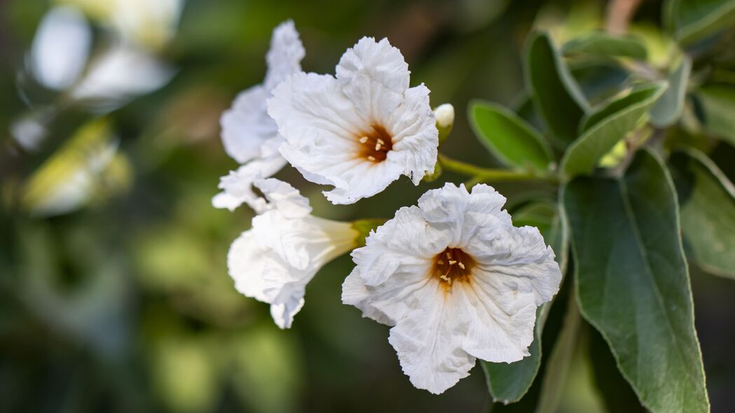 3840x2160  cordia boissier 花 白色 微距 花瓣壁纸 背景4k uhd 16:9