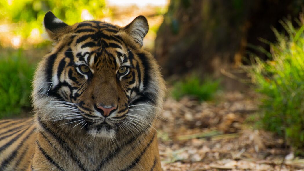 3840x2160 老虎 大猫 野生动物 捕食者 条纹壁纸 背景4k uhd 16:9