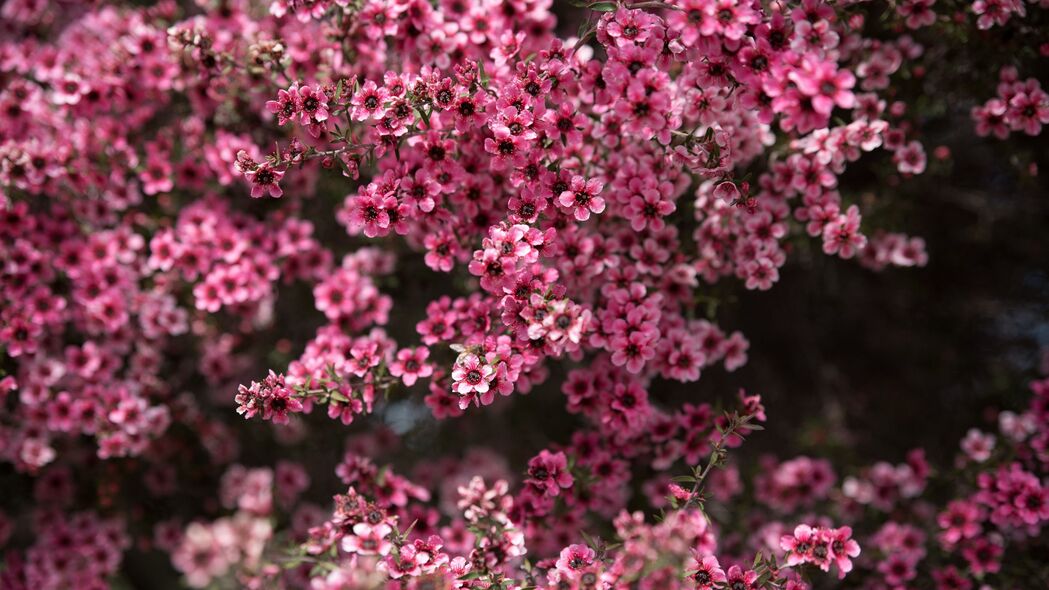 3840x2160  leptospermum 花 花瓣 粉红色 春季壁纸 背景4k uhd 16:9