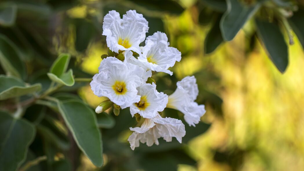 3840x2160  cordia boissier 花朵 花瓣 白色壁纸 背景4k uhd 16:9