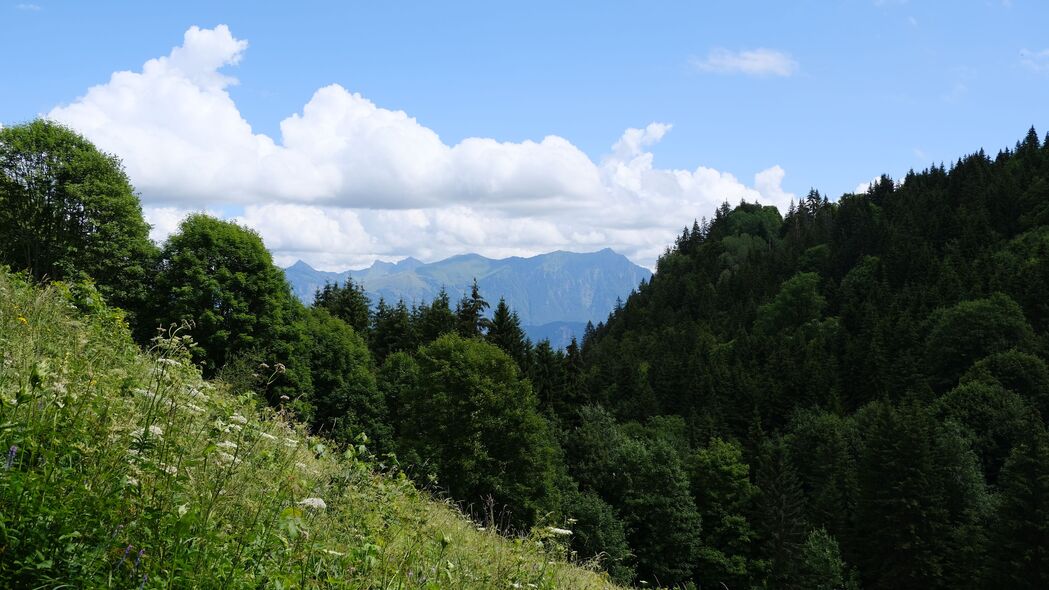3840x2160 树木 斜坡 草地 风景 云壁纸 背景4k uhd 16:9