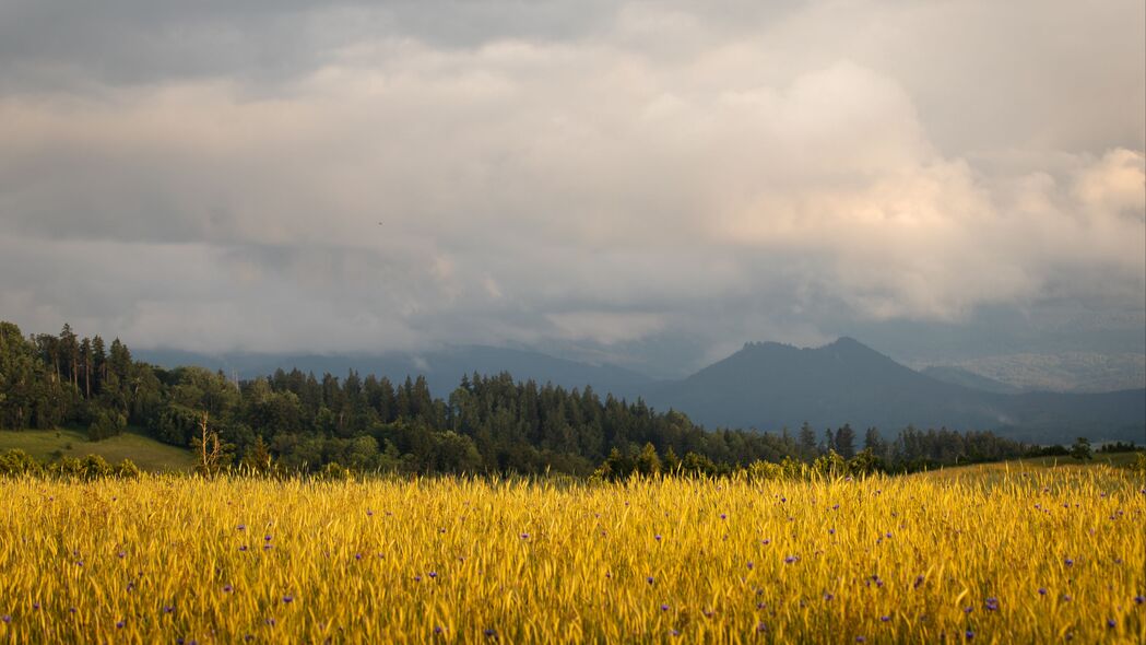 3840x2160 田地 小麦 树木 山脉 自然壁纸 背景4k uhd 16:9