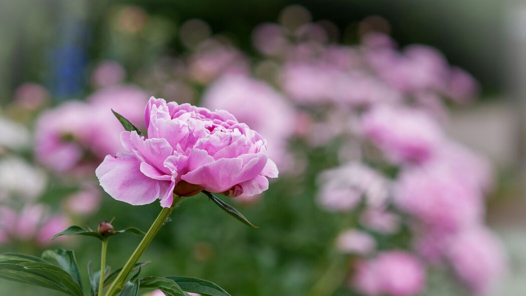 3840x2160 牡丹 芽 花 叶 模糊壁纸 背景4k uhd 16:9