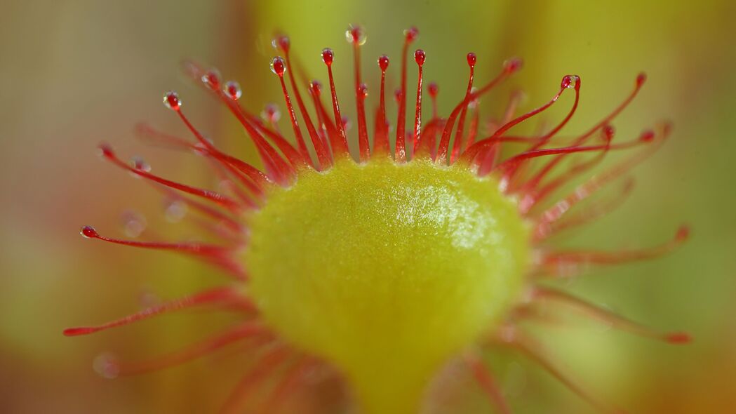 3840x2160  drosera rotundifolia 向日葵 植物 模糊 宏观壁纸 背景4k uhd 16:9