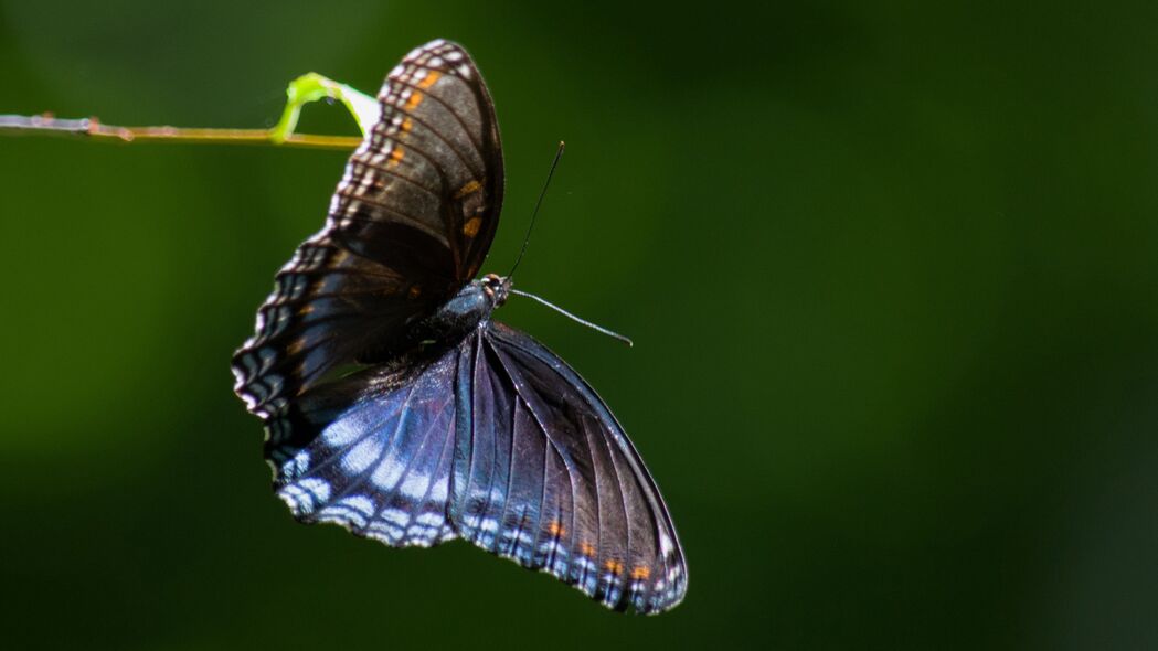 3840x2160  limenitis arthemis 蝴蝶 翅膀 宏观壁纸 背景4k uhd 16:9