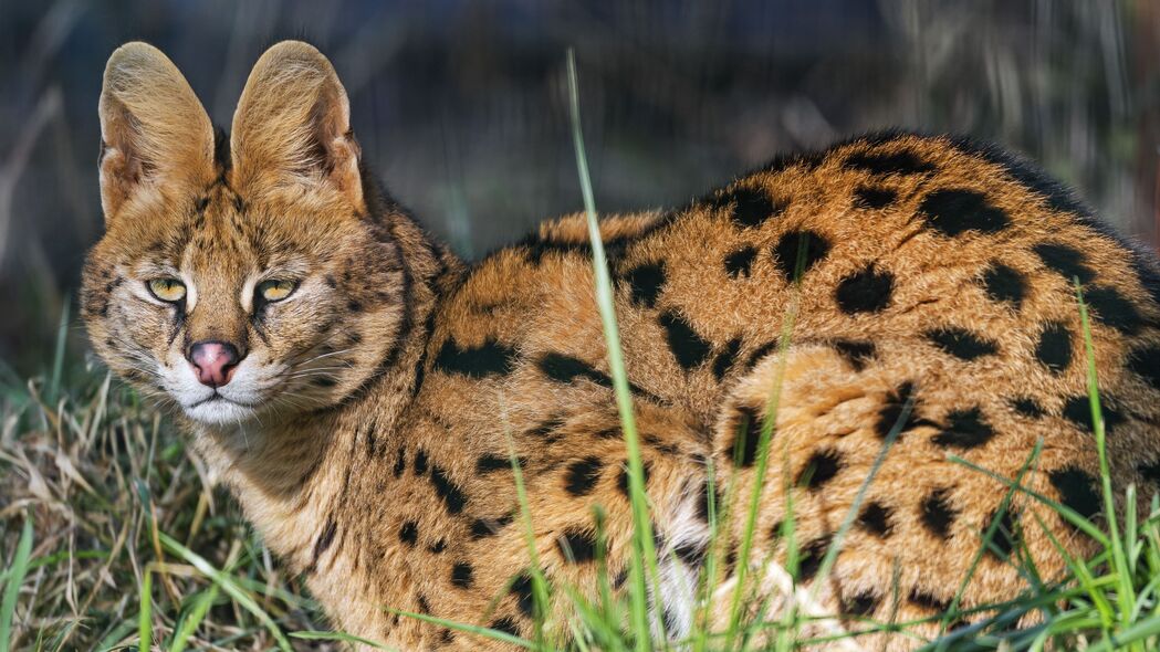 3840x2160  serval 野猫 捕食者 动物 耳朵壁纸 背景4k uhd 16:9