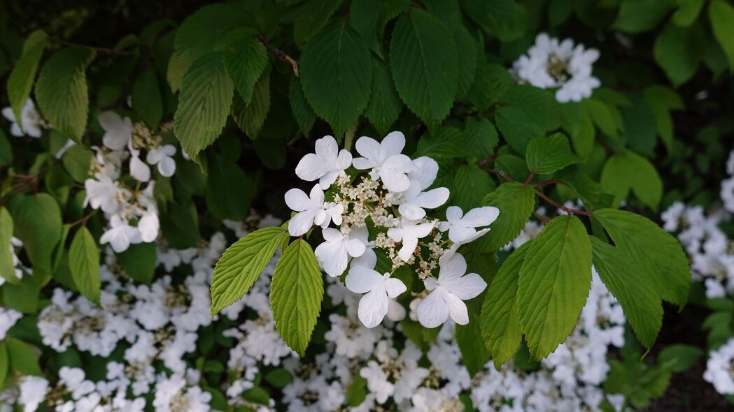 3840x2160  viburnum 花 花瓣 叶子 春季壁纸 背景4k uhd 16:9