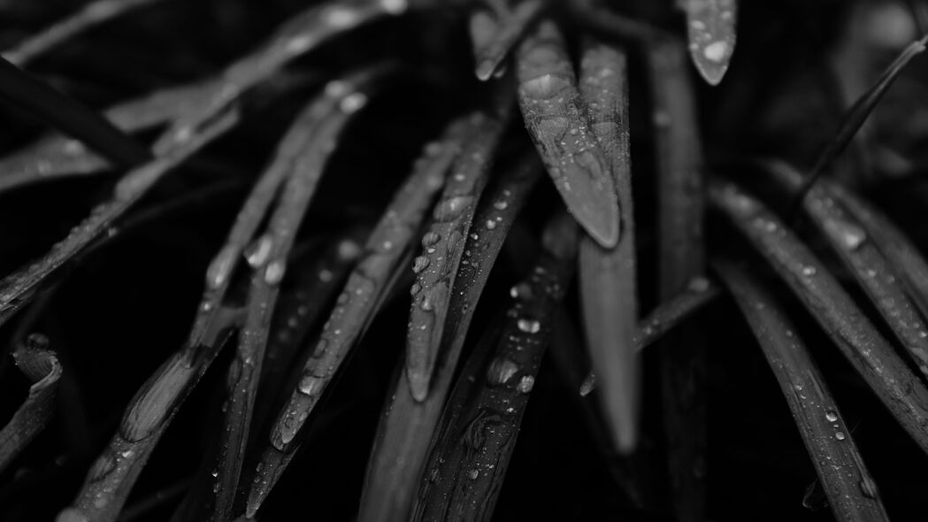 3840x2160 草 水滴 雨 黑白 宏观壁纸 背景4k uhd 16:9