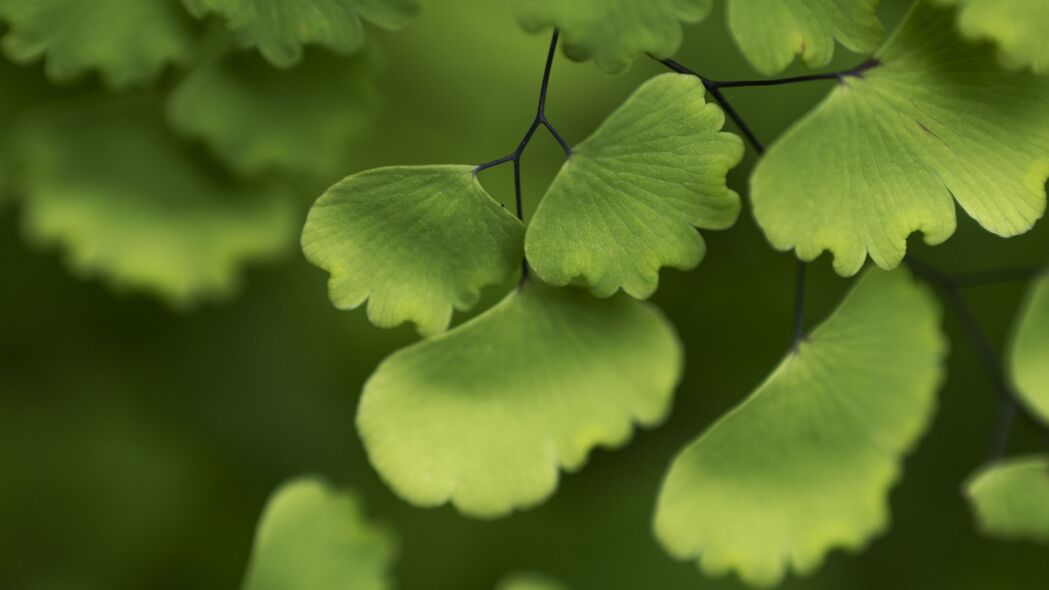 3840x2160  adiantum 叶子 植物 宏观壁纸 背景4k uhd 16:9