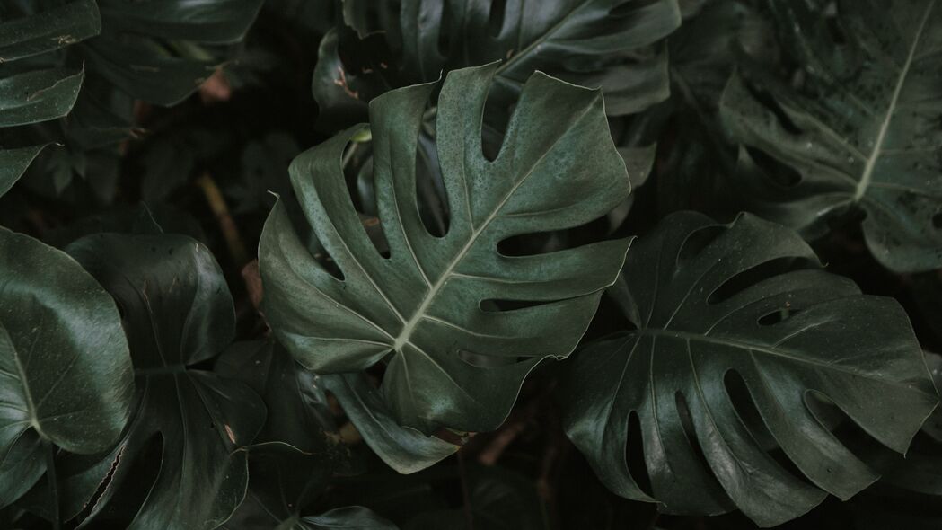 3840x2160  monstera 植物 叶子 深色 绿色壁纸 背景4k uhd 16:9