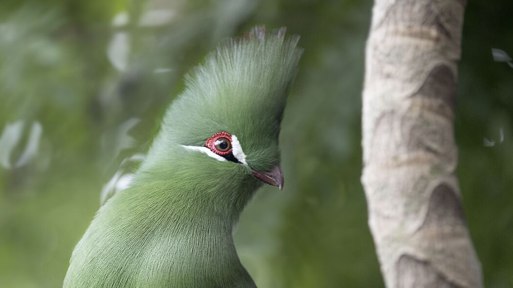 3840x2160 几内亚turaco 鸟 绿色 树枝 热带壁纸 背景4k uhd 16:9