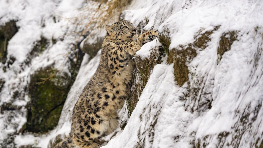 3840x2160 雪豹 大猫 捕食者 斜坡 雪壁纸 背景4k uhd 16:9