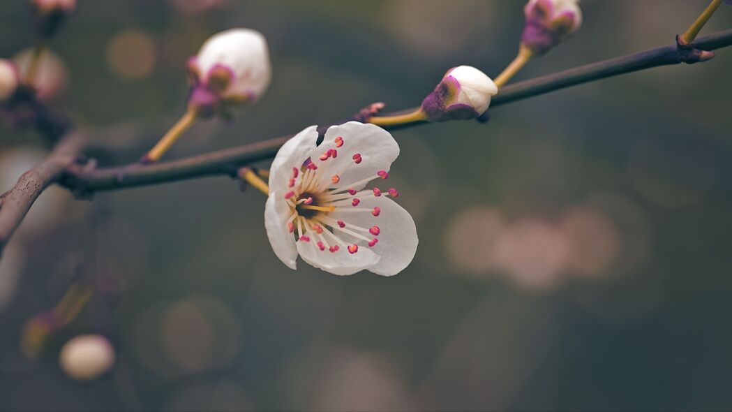 3840x2160 花 花粉 花瓣 春天 宏观壁纸 背景4k uhd 16:9