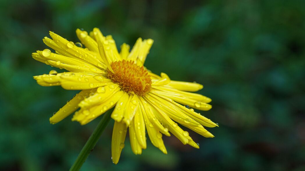 3840x2160  doronicum 花瓣 花 滴 黄色壁纸 背景4k uhd 16:9