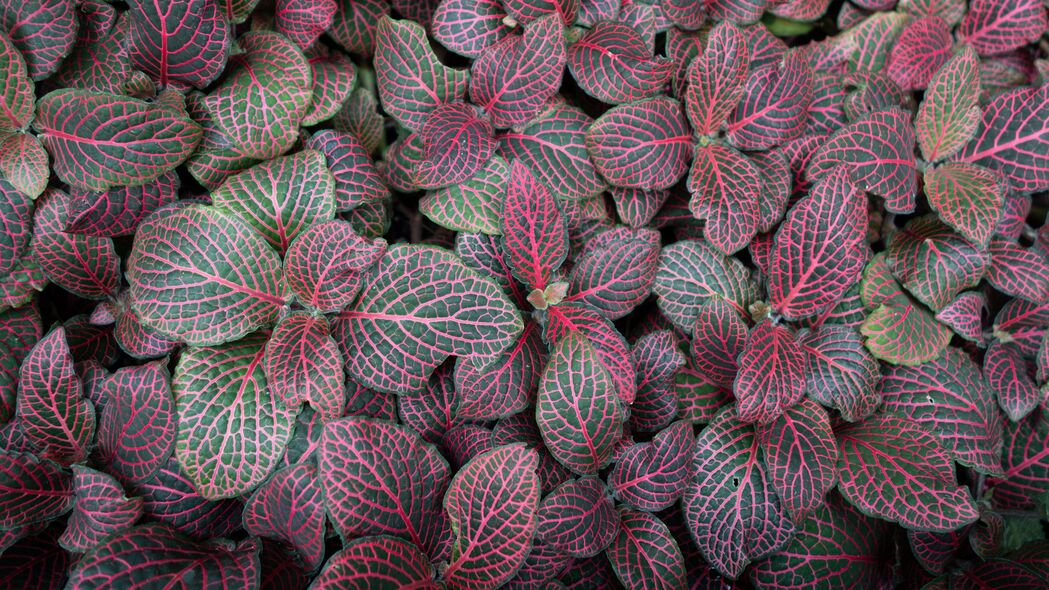 3840x2160  fittonia 植物 叶子 宏观 纹理壁纸 背景4k uhd 16:9