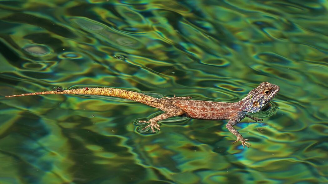 3840x2160  agama 蜥蜴 爬行动物 水壁纸 背景4k uhd 16:9