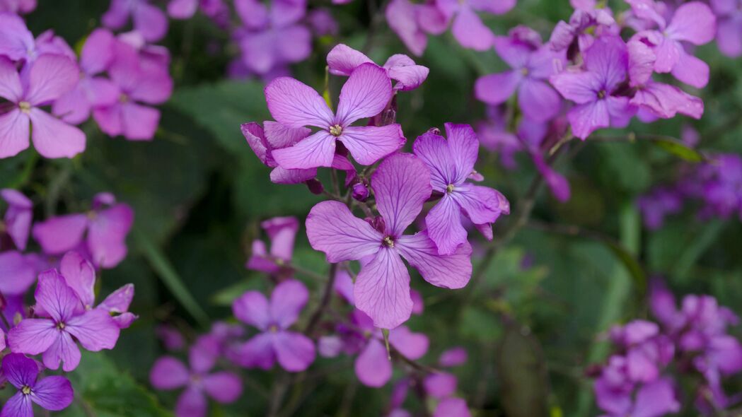 3840x2160  lunaria 花 花瓣 紫色壁纸 背景4k uhd 16:9