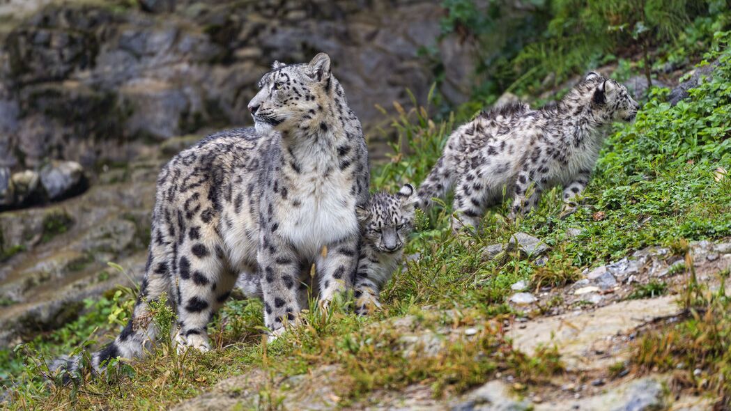 3840x2160  irbis 捕食者 大猫 小猫 动物 草壁纸 背景4k uhd 16:9