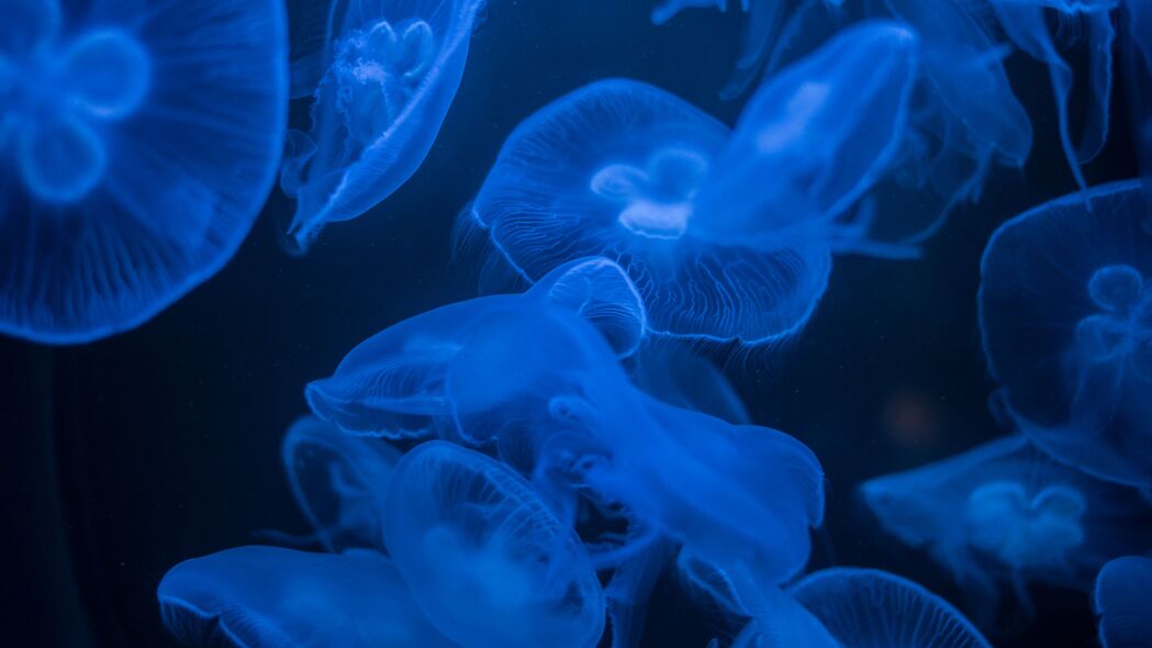 3840x2160 水母 蓝色 发光 深色 水下 海洋壁纸 背景4k uhd 16:9