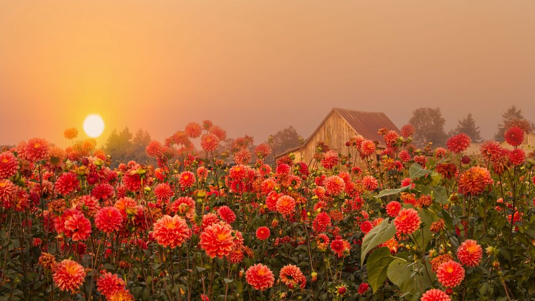 3840x2160 花朵 日落 雾 黄昏 自然壁纸 背景4k uhd 16:9