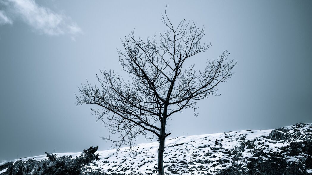 3840x2160 树 雪 灌木 天空 自然 冬季壁纸 背景4k uhd 16:9