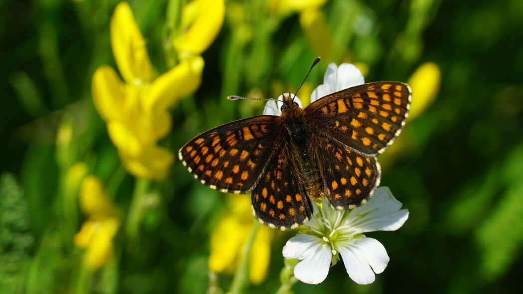 3840x2160  melitaea 蝴蝶 花 宏观壁纸 背景4k uhd 16:9