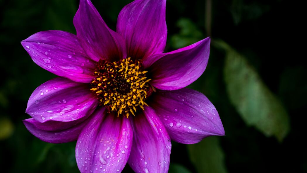 3840x2160 大丽花 花 花瓣 宏观 滴 紫色壁纸 背景4k uhd 16:9