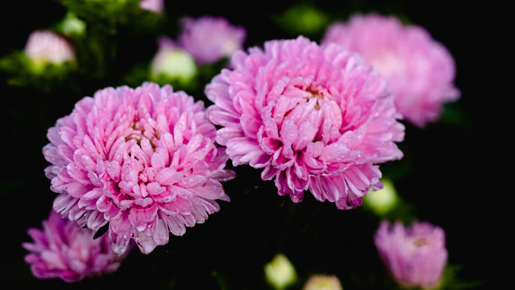 3840x2160 紫苑 花 滴 花瓣壁纸 背景4k uhd 16:9