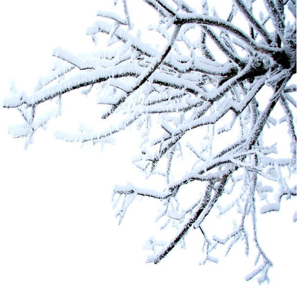 冰雪美景郊外树木