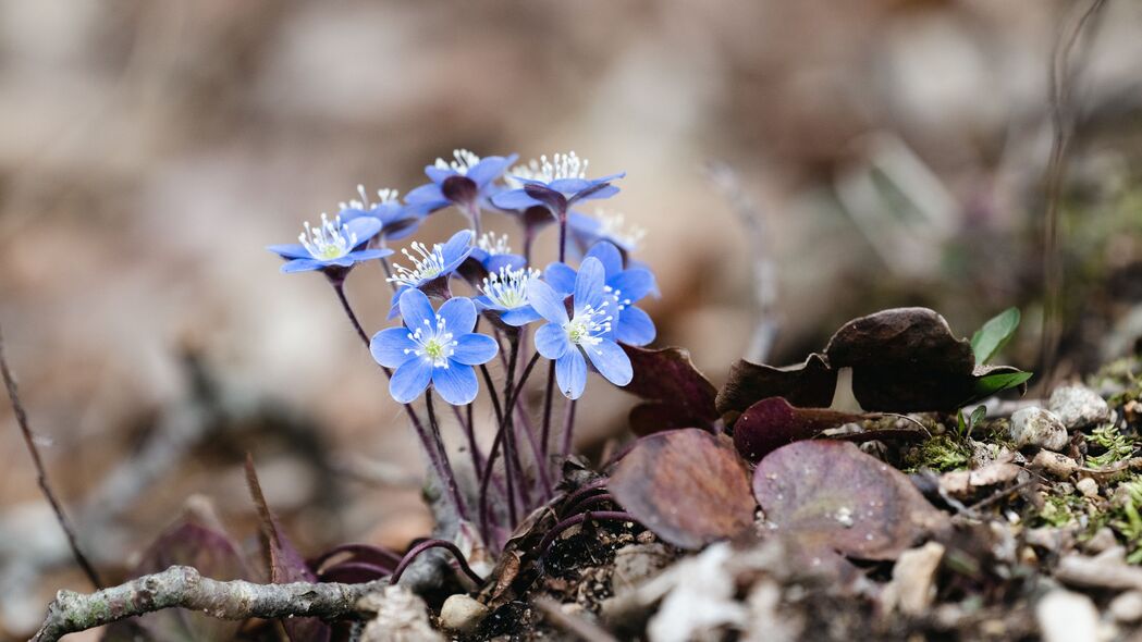 3840x2160  hepatica 花 花瓣 宏观 蓝色壁纸 背景4k uhd 16:9