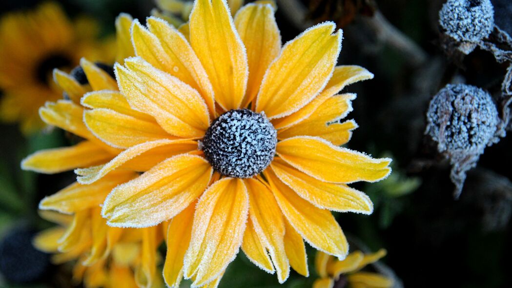 3840x2160  rudbeckia 花 花瓣 霜 宏观 黄色壁纸 背景4k uhd 16:9