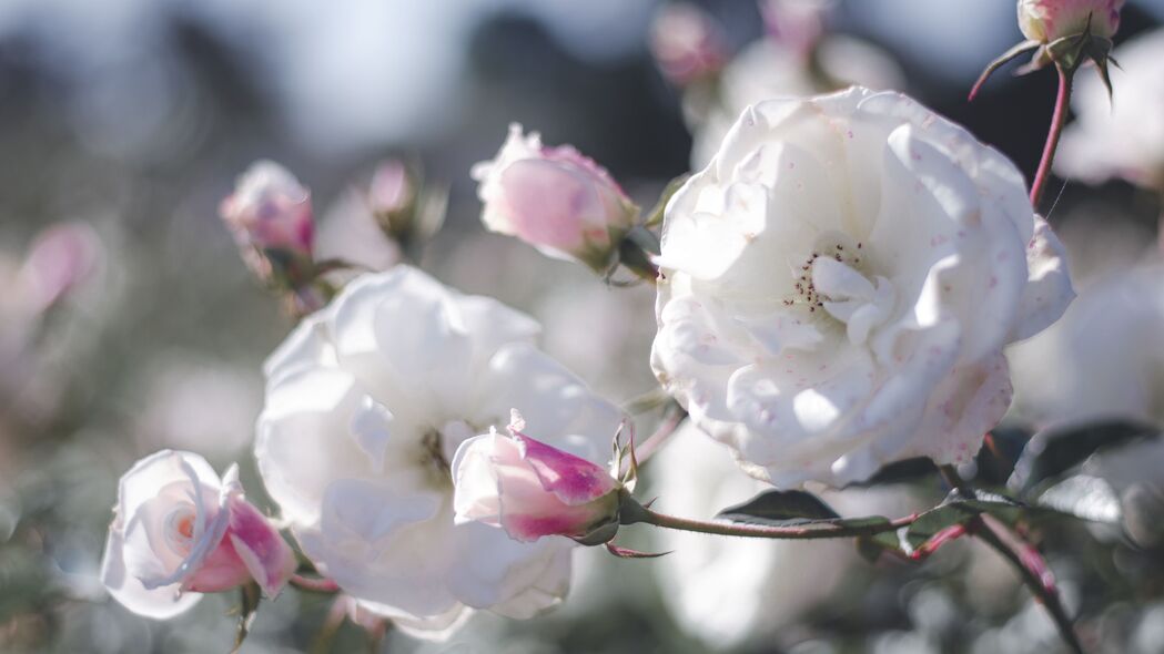 3840x2160 玫瑰 花蕾 灌木 花瓣 粉红色 白色壁纸 背景4k uhd 16:9