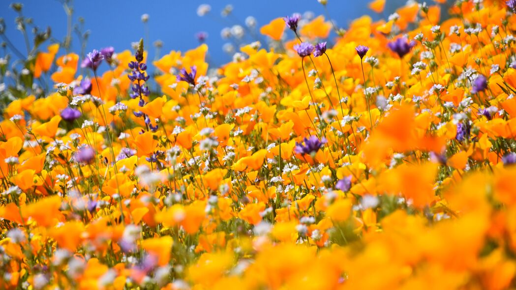 3840x2160 花朵 田野 模糊 黄色壁纸 背景4k uhd 16:9