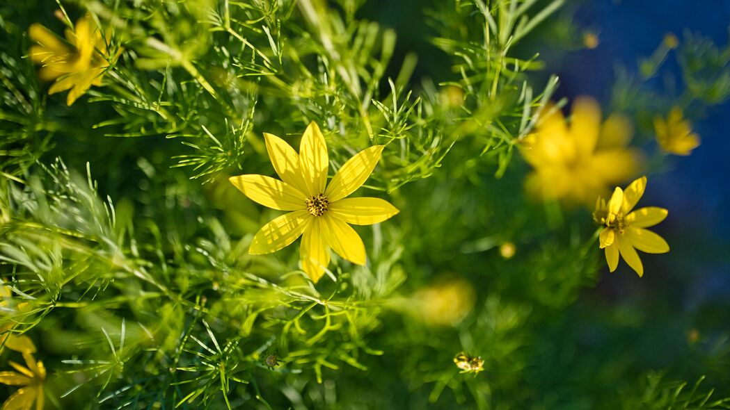 3840x2160  coreopsis 花 花瓣 叶子 阳光壁纸 背景4k uhd 16:9