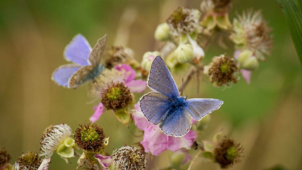 3840x2160  morpho 蝴蝶 花 宏观壁纸 背景4k uhd 16:9