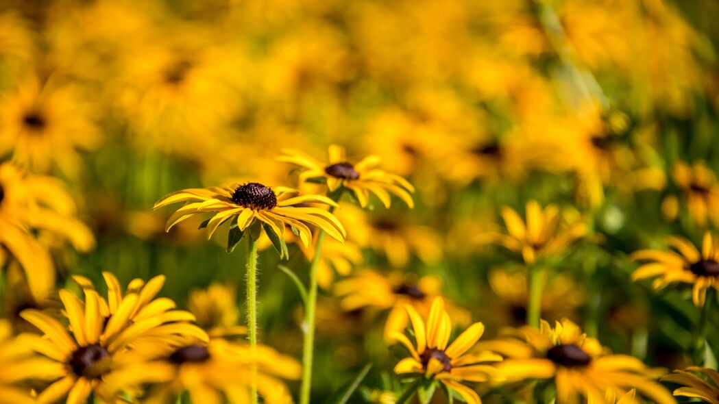 3840x2160  rudbeckia 花 花瓣 模糊壁纸 背景4k uhd 16:9