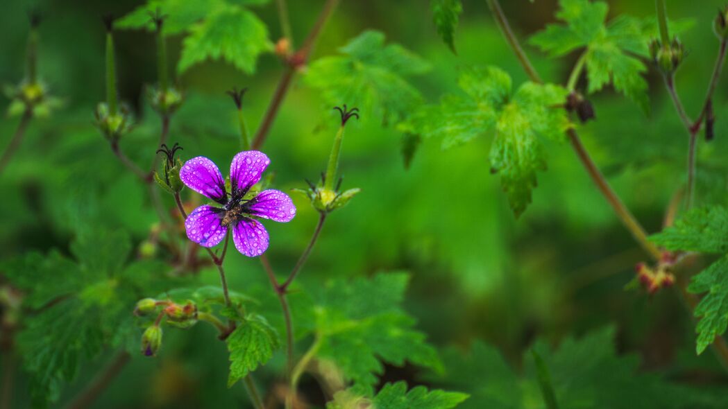 3840x2160 花 花瓣 蜜蜂 滴 雨 宏观壁纸 背景4k uhd 16:9