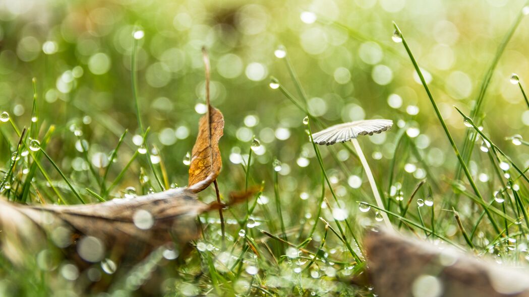 3840x2160 草 滴 水 雨 散焦 宏观壁纸 背景4k uhd 16:9