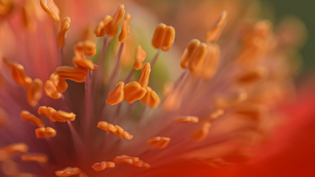 3840x2160 雄蕊 罂粟 花 宏观壁纸 背景4k uhd 16:9