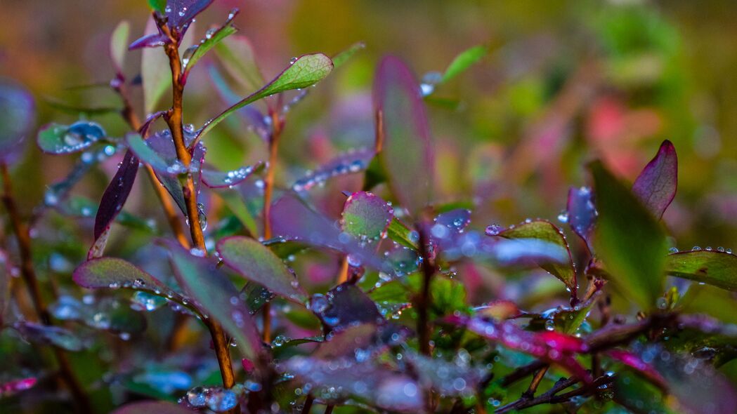 3840x2160 枝 叶 雨 滴 宏观壁纸 背景4k uhd 16:9