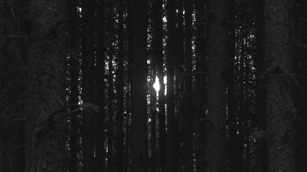 3840x2160 森林 树木 光 暗壁纸 背景4k uhd 16:9