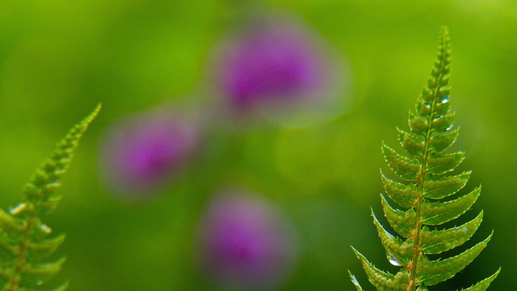 3840x2160 蕨类植物 水滴 雨 模糊 宏观壁纸 背景4k uhd 16:9