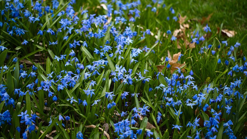 3840x2160  scilla 花瓣 花 叶子 蓝色壁纸 背景4k uhd 16:9